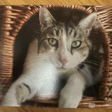 Photo de chat perdu à La Flotte En Re