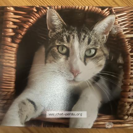 Photo 1/1 NOÉ Chat perdu à La flotte en re