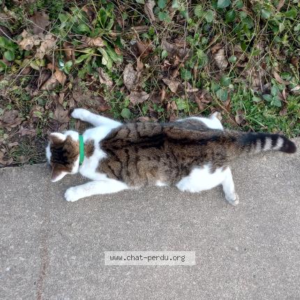 Photo 1/1 Chat trouvé Trouvé à Liege