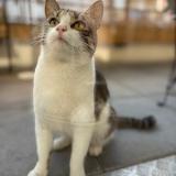 Photo de chat perdu à Metz