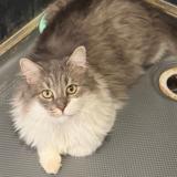 Photo de chat perdu à Mouscron