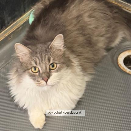 Photo 1/1 Poutchi Chat perdu à Mouscron