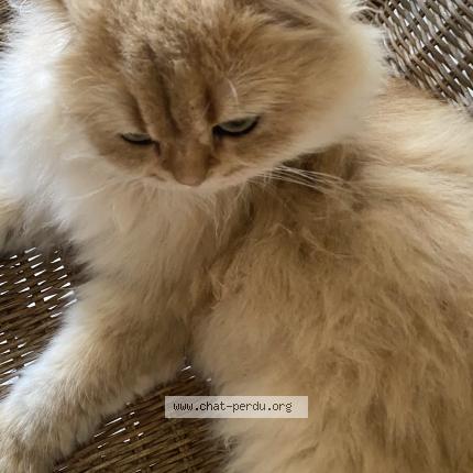 Photo 1/1 Chat retrouvé Perdu à Saint ceols