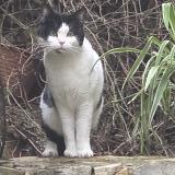 Photo de chat trouvé à Nimes