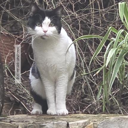 Photo 1/1 Chat trouvé Trouvé à Nimes