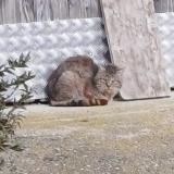 Photo de chat trouvé à Poncins