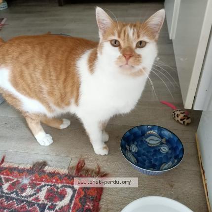 Photo de chat perdu à Clery En Vexin