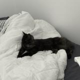 Photo de chat trouvé à Drancy