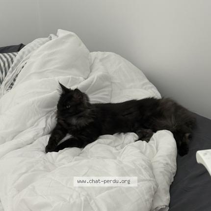 Photo 1/1 Chat trouvé Trouvé à Drancy