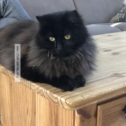 Photo 1/1 Shiva Chat perdu à Salans