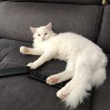 Photo de chat perdu à St Jean Sur Mayenne