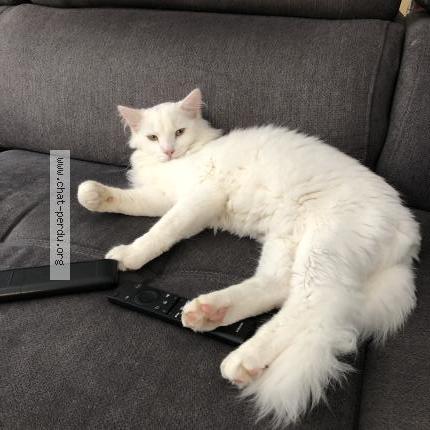 Photo 1/1 Hermès Chat perdu à St jean sur mayenne