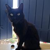 Photo de chat perdu à Villedoux