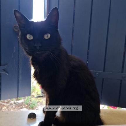 Photo 1/1 Sakura Chat perdu à Villedoux