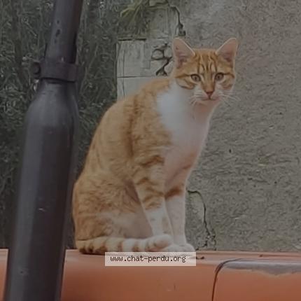 Photo 1/3 Léon Chat perdu à Orbigny