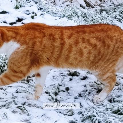 Photo 2/3 Léon Chat perdu à Orbigny