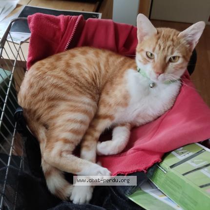 Photo 3/3 Léon Chat perdu à Orbigny