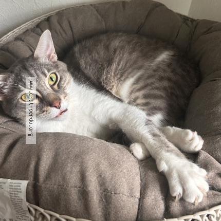 Photo 1/1 Chat retrouvé Perdu à Mondoubleau