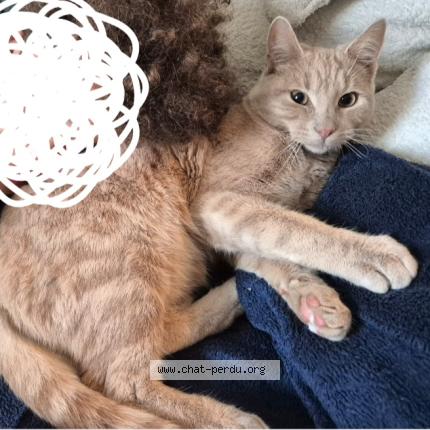 Photo 1/1 Chat retrouvé Perdu à Saint gervais