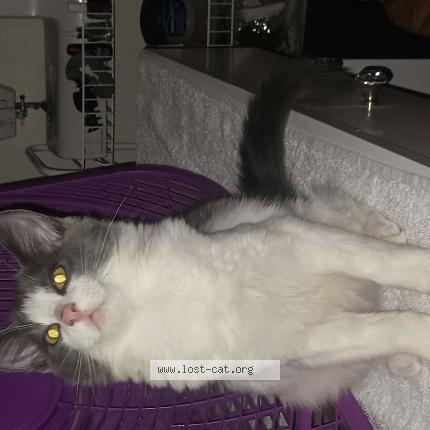 Photo 1/1 Angelo Chat perdu à Fresno