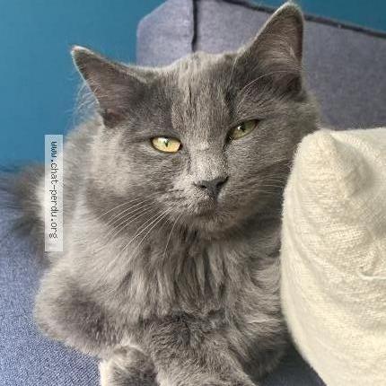 Photo 1/1 Chat retrouvé Perdu à Nomain