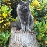 Photo de chat perdu à Coimbatore