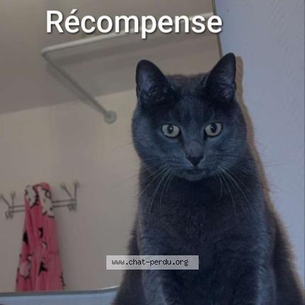 Photo 1/1 Bobby Chat perdu à Roubaix