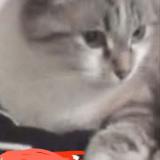 Photo de chat perdu à Coueron