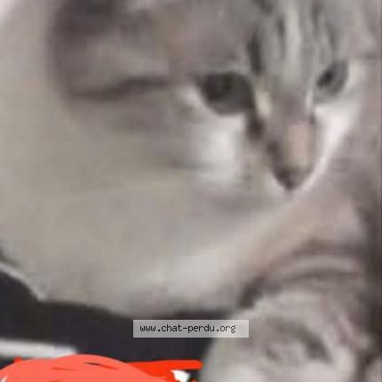 Photo 1/1 snow Chat perdu à Coueron