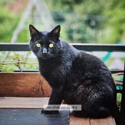 Photo 1/1 Chat retrouvé Perdu à Lingolsheim