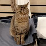 Photo de chat perdu à Cannes