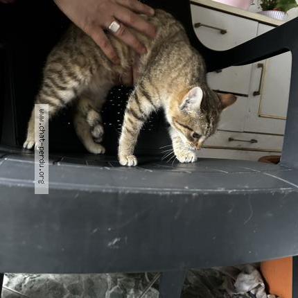 Photo 1/1 Chat trouvé Trouvé à Rieux minervois