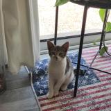 Photo de chat perdu à Bruille Saint Amand