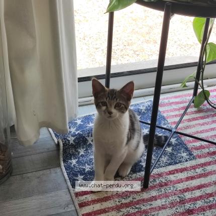 Photo 1/1 Berlioz Chat perdu à Bruille saint amand