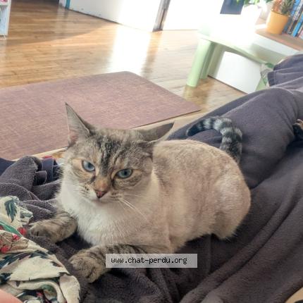 Photo 1/1 Chat retrouvé Perdu à Saint brieuc