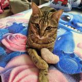 Photo de chat perdu à Nancy