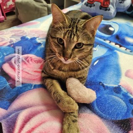 Photo 1/1 Tigrou Chat perdu à Nancy