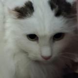 Photo de chat trouvé à Villefranche De Rouergue