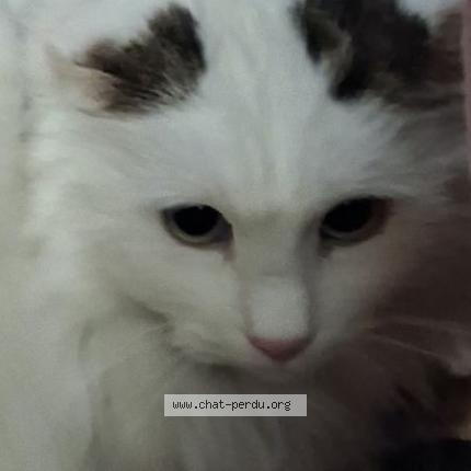 Photo 1/1 Chat trouvé Trouvé à Villefranche de rouergue