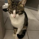 Photo de chat perdu à Longperrier