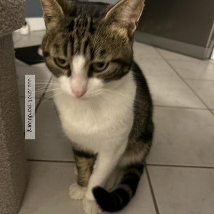 Photo 1/1 Naka Chat perdu à Longperrier