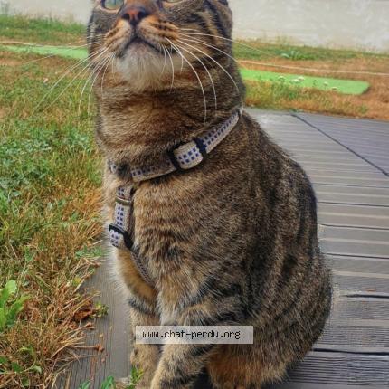 Photo 1/1 Pancho Chat perdu à Chevigny en valiere