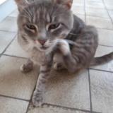 Photo de chat perdu à Boulogne Sur Mer