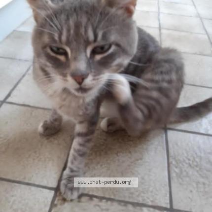 Photo 1/1 Salem Chat perdu à Boulogne sur mer