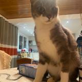 Photo de chat perdu à Bourgbarre