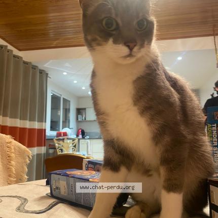 Photo 1/2 NABOO Chat perdu à Bourgbarre