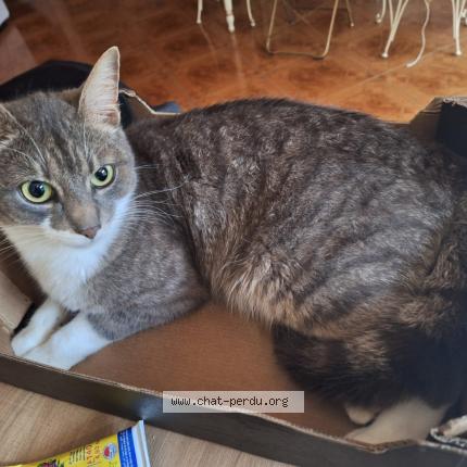 Photo 2/2 NABOO Chat perdu à Bourgbarre