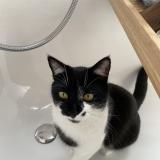 Photo de chat perdu à Grugnay Chamoson