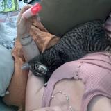 Photo de chat perdu à Spartanburg