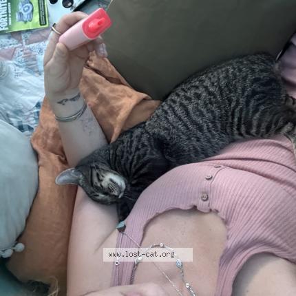 Photo 1/1 Slip Chat perdu à Spartanburg